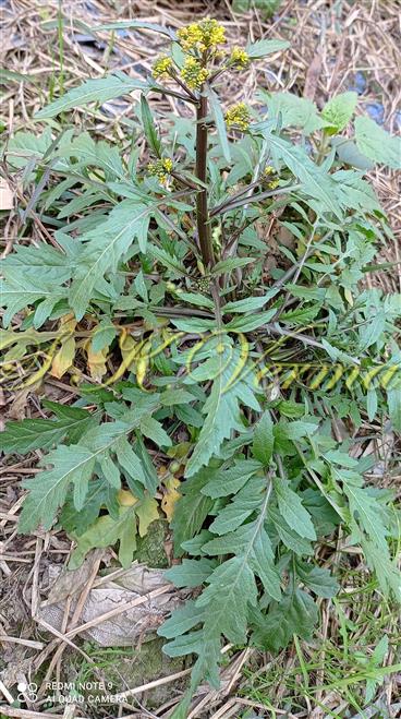 Plant with basal and lower cauline leaves